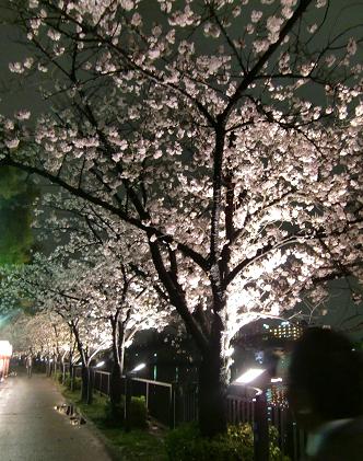 大川の夜桜_b0137933_0244973.jpg