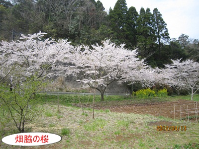 立ち直れなかった“土手のそら豆”　そして写真展準備_a0123836_14574073.jpg