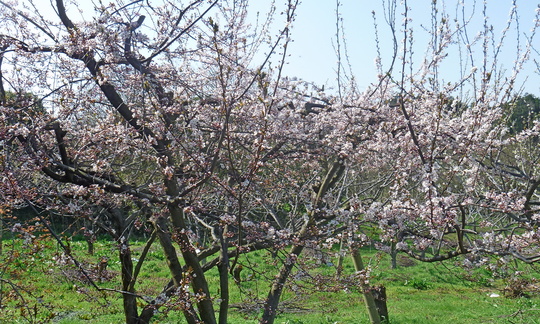 b0246036_7251227.jpg