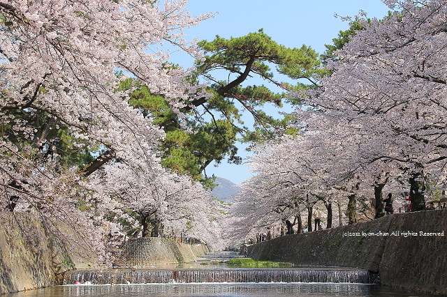 夙川の桜12 桜並木編 A Day S Photo 夙川の桜12 桜並木編 A Day S Photo