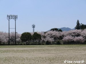 安濃と芸濃と、桜スイーツ＾＾＠桜２０１２♪_d0170639_9221450.jpg