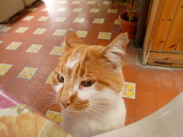 d0170140_15294566.jpg