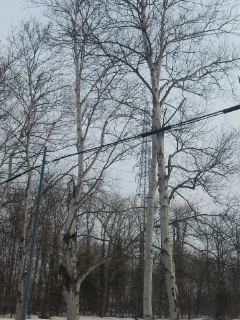 f0219840_0441765.jpg