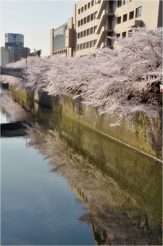 さくら　2012　　　- 桜散咲・東京目黒川 -_c0095342_228551.jpg