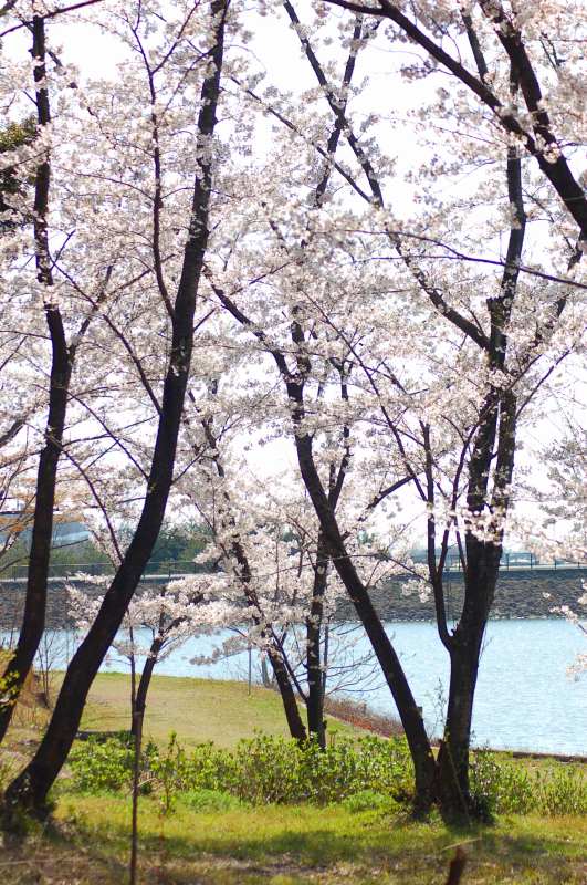 4月12日愛知池の桜_e0155943_6531561.jpg