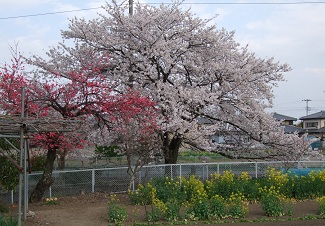桜の便りと感謝_d0237446_2234384.jpg