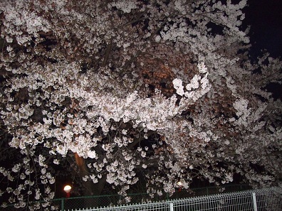 桜の便りと感謝_d0237446_22375658.jpg