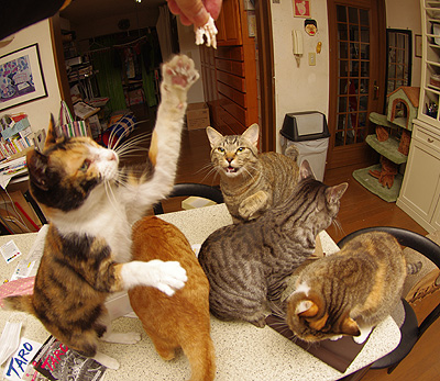 ササミまつり PART2_a0028451_12591760.jpg