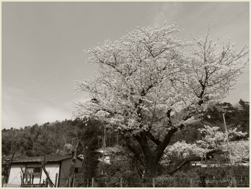 桜咲く道 GRDIII_e0063851_17242411.jpg