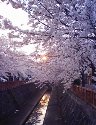 休憩の続き 春爛漫_f0197754_152966.jpg