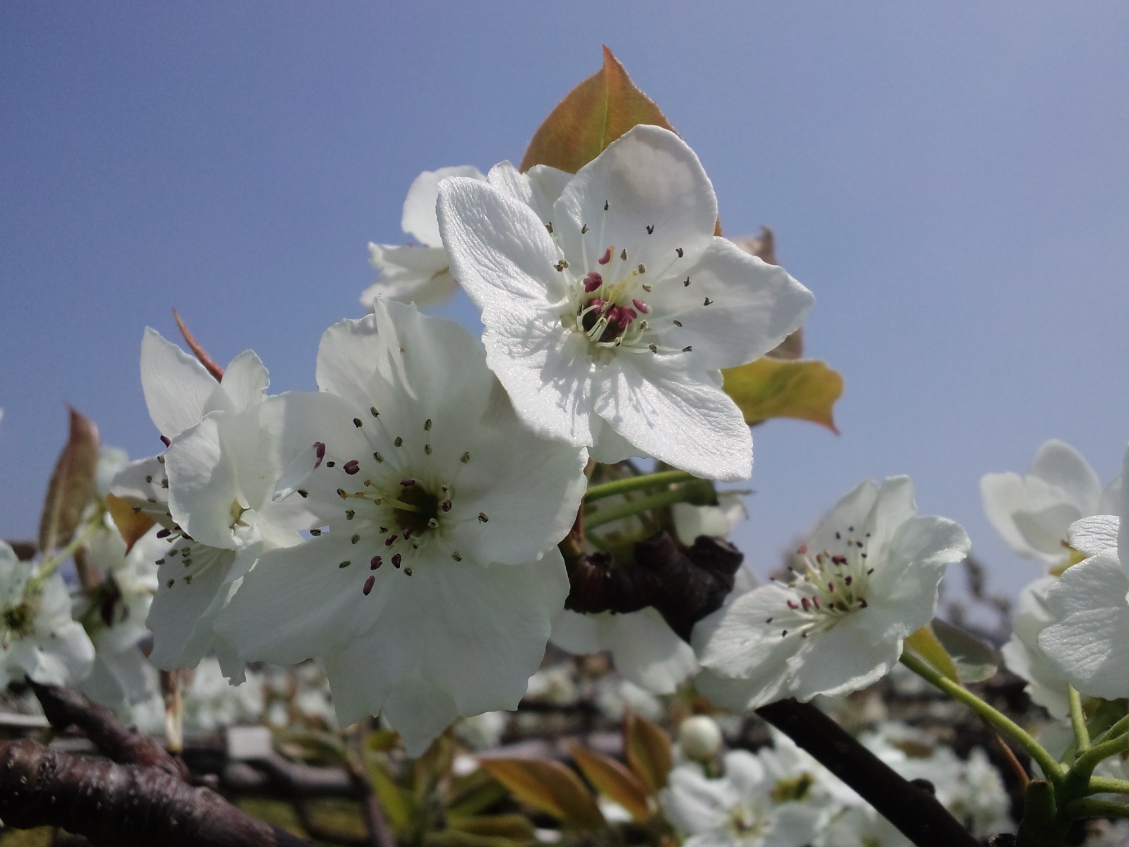 梨の花見？_a0169558_172992.jpg