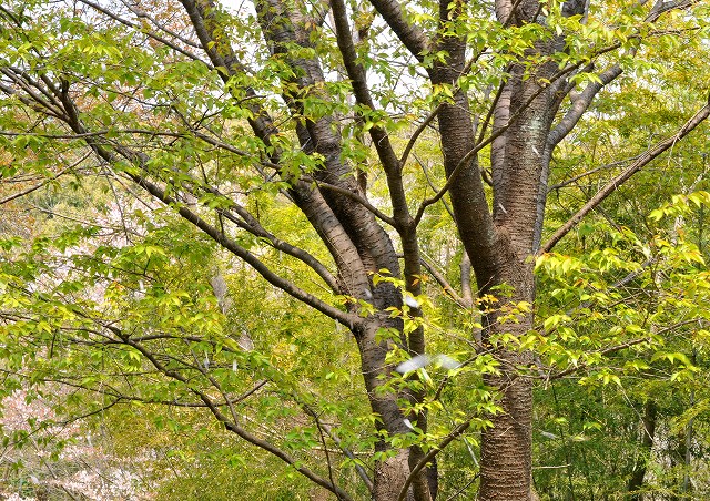 葉桜の季節_a0016161_2057979.jpg