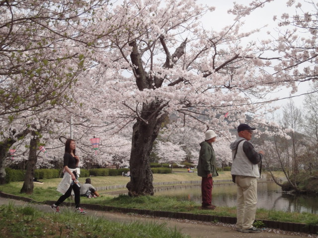 北条大池の桜、満開です。_b0124462_19174753.jpg