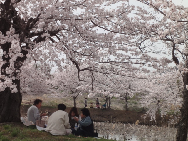 北条大池の桜、満開です。_b0124462_19185856.jpg