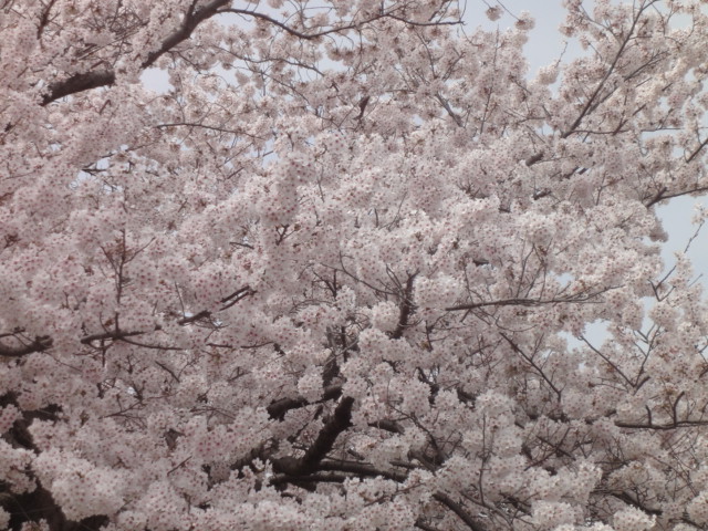 北条大池の桜、満開です。_b0124462_19195475.jpg