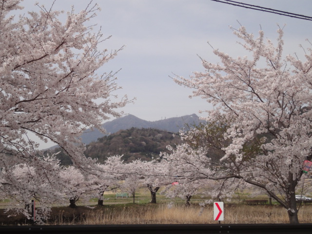 北条大池の桜、満開です。_b0124462_1921252.jpg