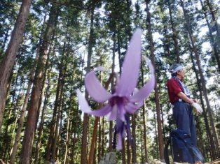 秩父の山：若御子山・大反山（おおそりやま）を歩き清雲寺で花見_d0032262_2036516.jpg