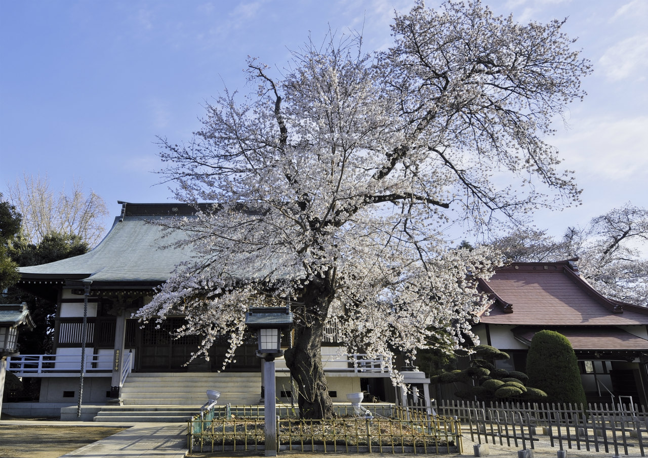清瀧院 2_f0018464_6463238.jpg