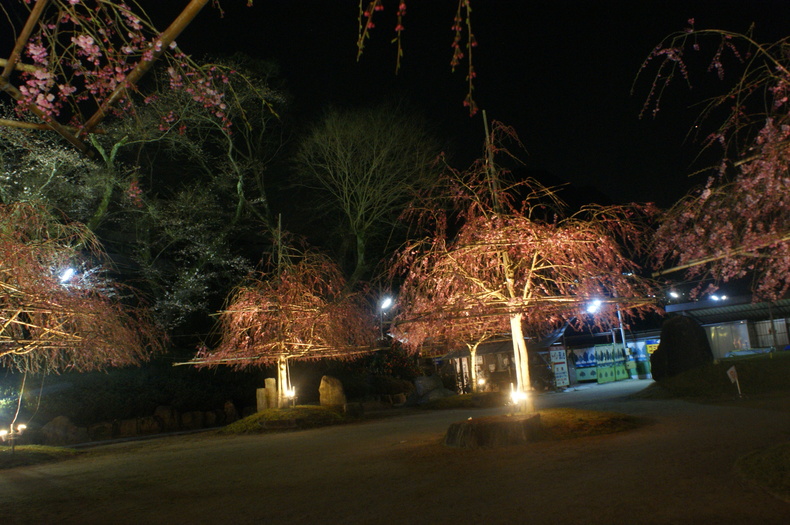 お花見キャンプ　in　笠置キャンプ場♪　その②_f0161964_22261318.jpg