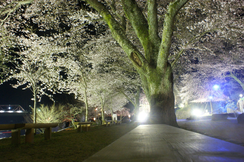 お花見キャンプ　in　笠置キャンプ場♪　その②_f0161964_22265291.jpg