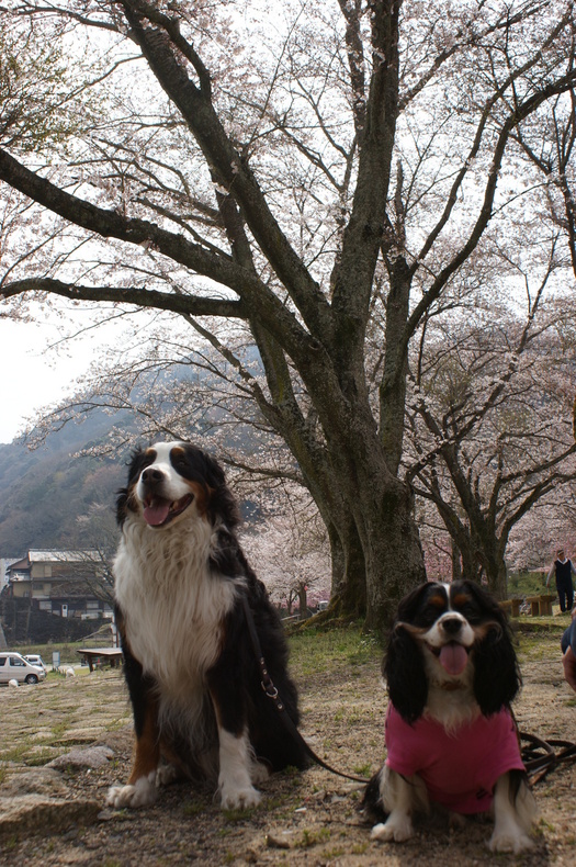 お花見キャンプ　in　笠置キャンプ場♪　その②_f0161964_22415252.jpg