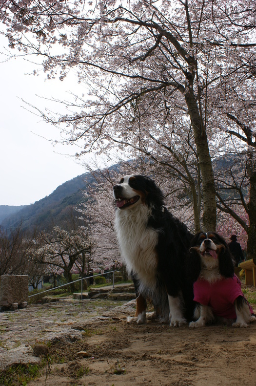 お花見キャンプ　in　笠置キャンプ場♪　その②_f0161964_2243439.jpg