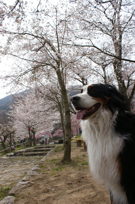 お花見キャンプ　in　笠置キャンプ場♪　その②_f0161964_22451494.jpg