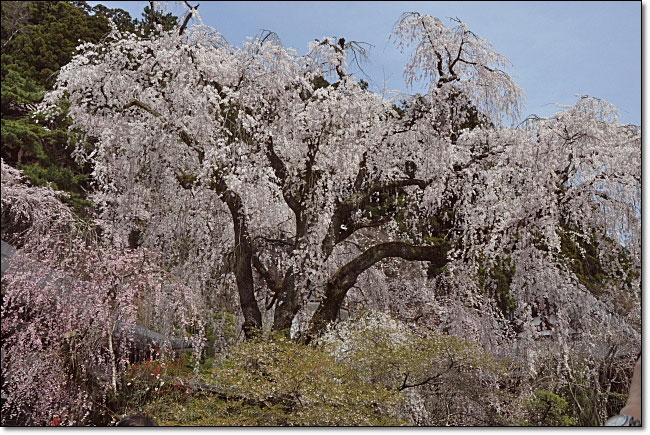 身延山・久遠寺・・・枝垂れ桜（シダレサクラ）_b0053765_22473055.jpg