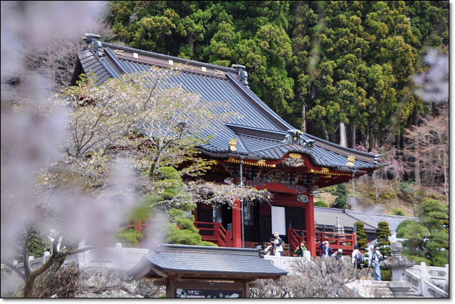 身延山・久遠寺・・・枝垂れ桜（シダレサクラ）_b0053765_22483523.jpg