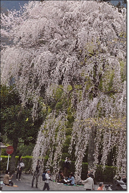 身延山・久遠寺・・・枝垂れ桜（シダレサクラ）_b0053765_2248848.jpg