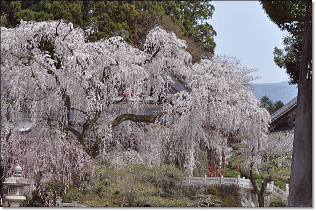 身延山・久遠寺・・・枝垂れ桜（シダレサクラ）_b0053765_22503280.jpg