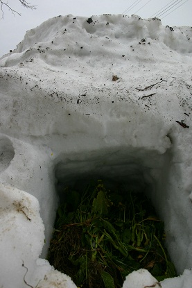 雪に花。_b0079965_6415641.jpg