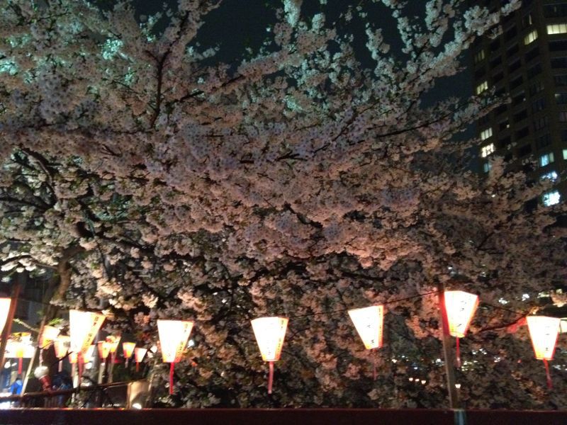 雨のお花見 ☆ 中目黒_c0151965_16225844.jpg