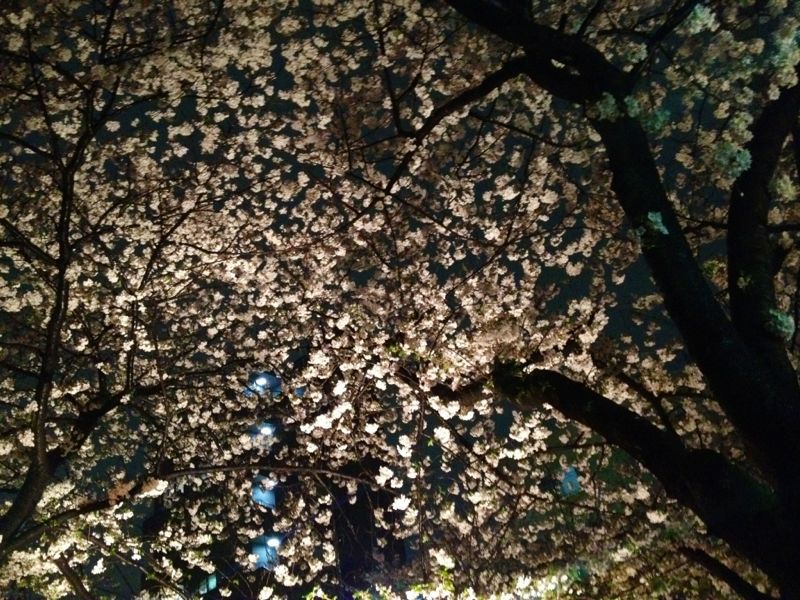 雨のお花見 ☆ 中目黒_c0151965_1623183.jpg