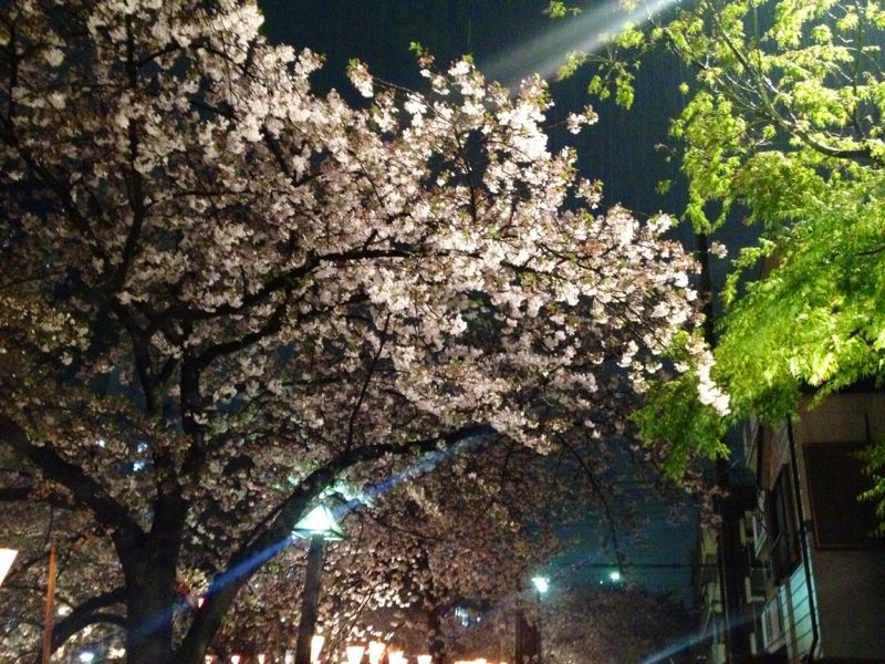 雨のお花見 ☆ 中目黒_c0151965_1623410.jpg