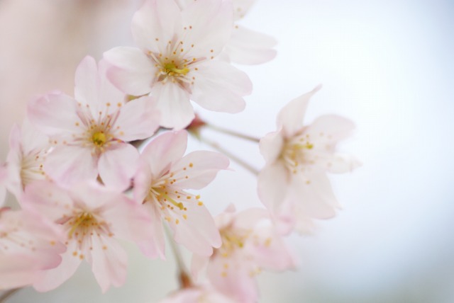 桜　＊敬翁桜その２＊_d0141365_22335813.jpg