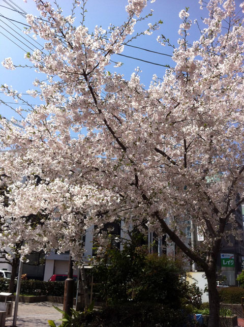 【小阪店スタイリスト仁木】河内小阪駅前の桜_c0080367_1435461.jpg