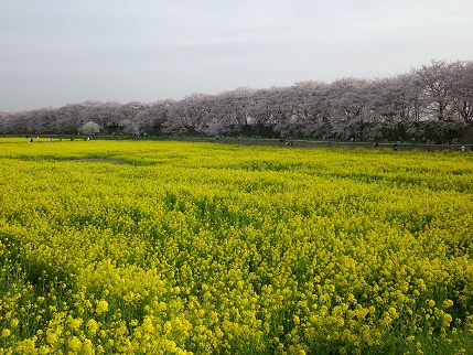 お花見。_b0073970_0371421.jpg