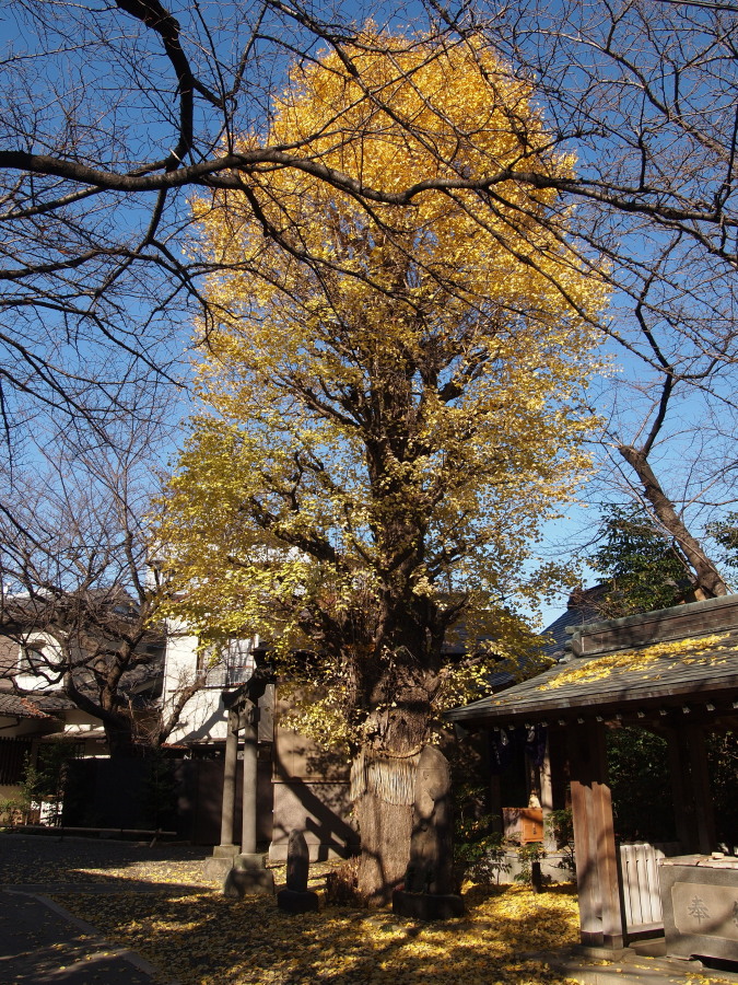 e0163471_17382898.jpg
