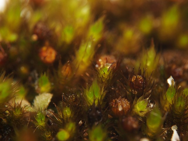 b0135573_2154636.jpg