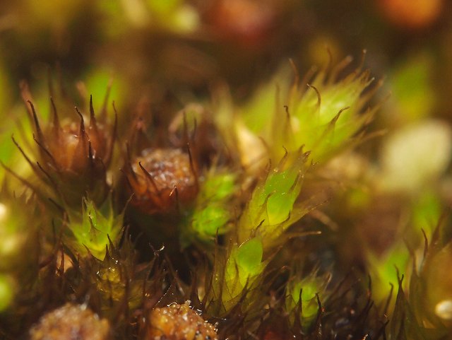 b0135573_2155825.jpg