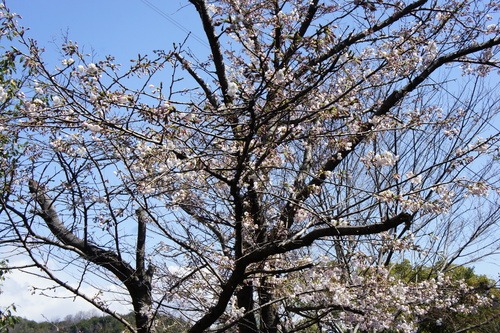 0413 桜の季節_d0209273_929072.jpg