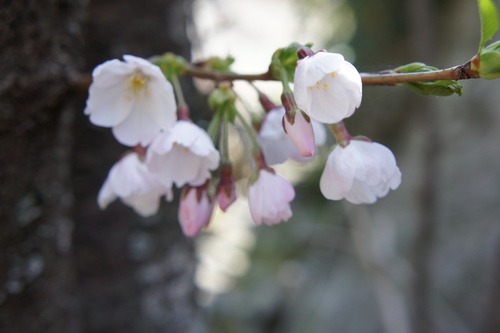 0413 桜の季節_d0209273_9291472.jpg