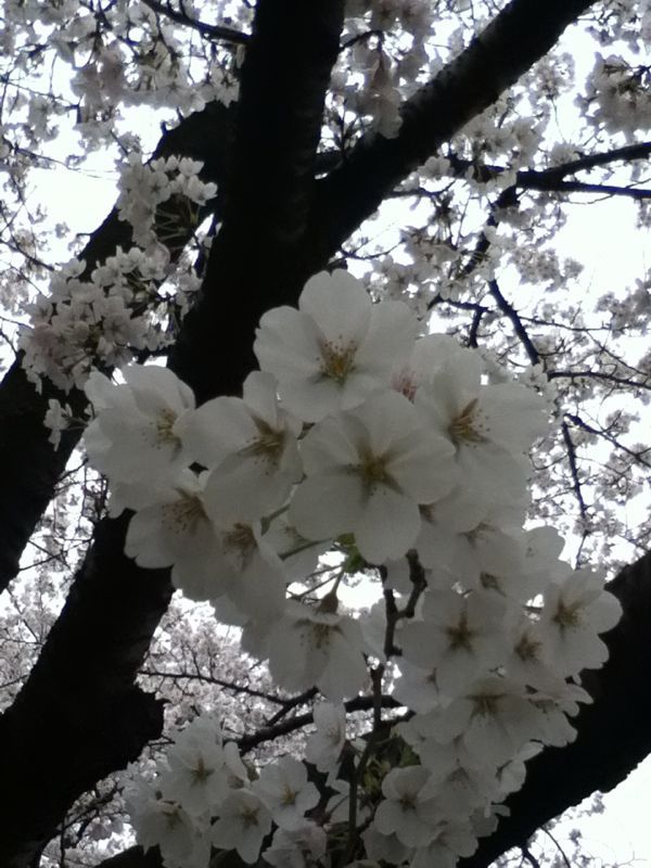 春♪_b0206474_20252139.jpg