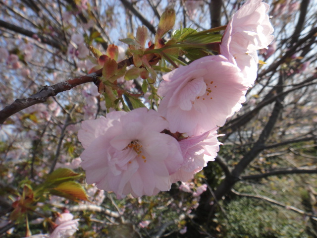 桜　ネックレスより_f0137275_4522723.jpg