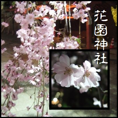 夜桜。_a0009079_1213626.jpg