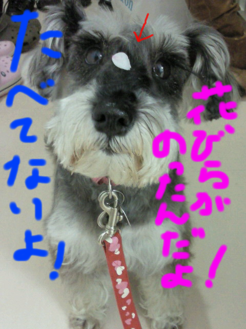 食欲って大事!!_c0245679_047260.jpg