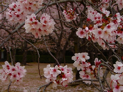 4月13日　【桜吹雪】_a0185880_16245455.jpg