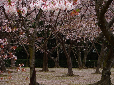 4月13日 【桜吹雪】_a0185880_1625618.jpg