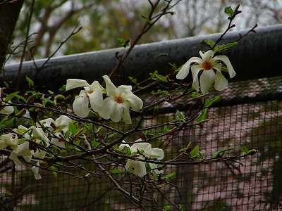 4月13日 【桜吹雪】_a0185880_162755100.jpg